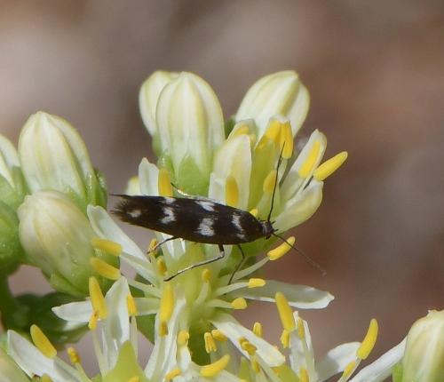 Réf. 234 714 : Scythris scopolella
